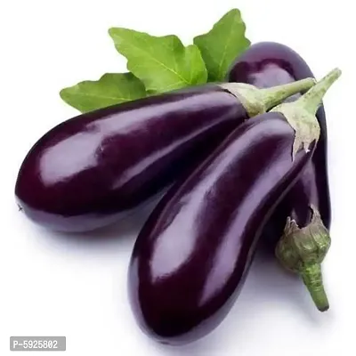 Brinjal Seeds ( Desi Indiginous) for Home and Kitchen Gardening Pack of 50 Seeds