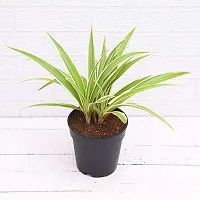 Chlorophytum/Spider plant | Best for home D?cor |Indoor Plants | By UDANTA?-thumb2