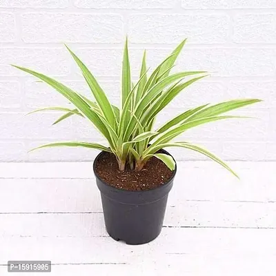 Chlorophytum/Spider plant | Best for home D?cor |Indoor Plants | By UDANTA?-thumb3