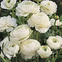 Ranunculus / Buttercups | Flower Bulb | Elegant Flower Bulb | By Plantogallery? (Pack of 2 Bulbs(White))-thumb3