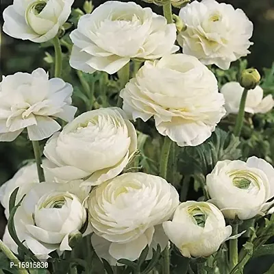 Ranunculus / Buttercups | Flower Bulb | Elegant Flower Bulb | By Plantogallery? (Pack of 2 Bulbs(White))-thumb4