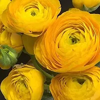 Ranunculus / Buttercups | Flower Bulb | Elegant Flower Bulb | By Plantogallery? (Pack of 2 Bulbs(Yellow))-thumb1