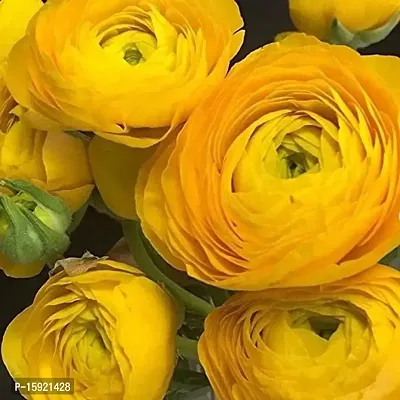 Ranunculus / Buttercups | Flower Bulb | Elegant Flower Bulb | By Plantogallery? (Pack of 2 Bulbs(Yellow))-thumb2