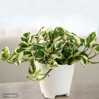 White Pathos Money Plant For Home D?cor Fresh  Healthy Plant With nursery Pot Provide By PLANTOGALLERY