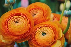 Ranunculus / Buttercups | Gorgeous Flower Bulb |For Balcony | By Plantogallery? (Pack of 2 Bulbs(Orange))-thumb1