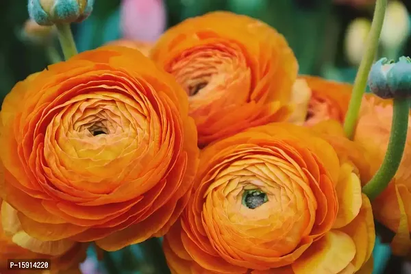 Ranunculus / Buttercups | Gorgeous Flower Bulb |For Balcony | By Plantogallery? (Pack of 2 Bulbs(Orange))-thumb2