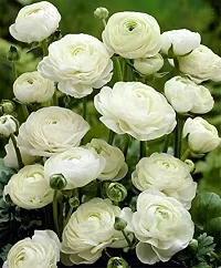 Ranunculus / Buttercups | Flower Bulb | Elegant Flower Bulb | By Plantogallery? (Pack of 2 Bulbs(White))-thumb1