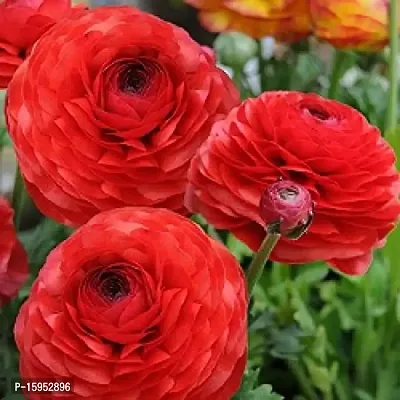 Ranunculus / Buttercups | Gorgeous Flower Bulb |For Balcony | Pack of 6 Bulbs | By Plantogallery? (Red)-thumb0