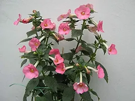 Plantogallery? Flower Bulbs | Achimenes Bulbs | For Basket Flower | Pot And Home  Garden | (20 bulbs pink rose)-thumb2