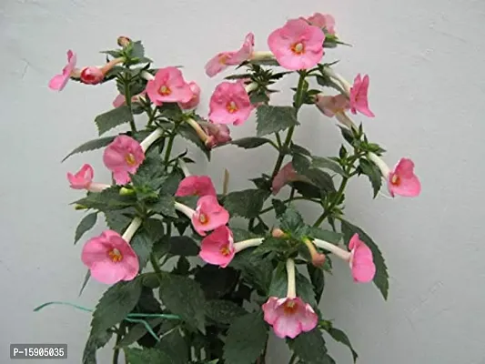 Plantogallery? Flower Bulbs | Achimenes Bulbs | For Basket Flower | Pot And Home  Garden | (20 bulbs pink rose)-thumb3