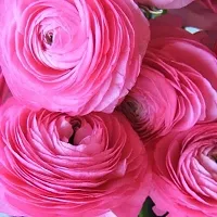 Ranunculus / Buttercups | Flower Bulb | for Winter Season | Pack of 3 Bulbs | By Plantogallery? (Pink)-thumb2