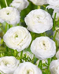 Ranunculus / Buttercups | Flower Bulb | Elegant Flower Bulb | By Plantogallery? (Pack of 2 Bulbs(White))-thumb2