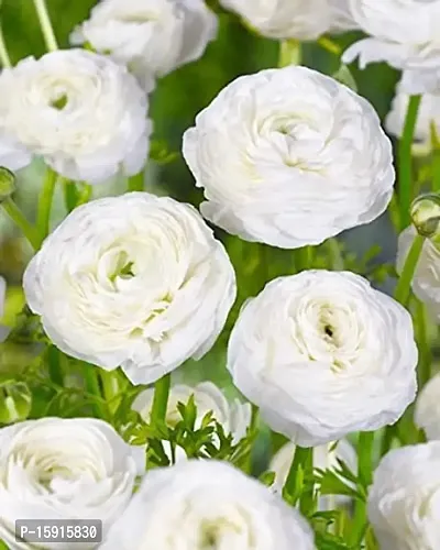 Ranunculus / Buttercups | Flower Bulb | Elegant Flower Bulb | By Plantogallery? (Pack of 2 Bulbs(White))-thumb3