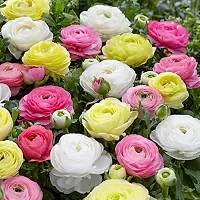 Ranunculus / Buttercups | Gorgeous Flower Bulb |For Balcony | By Plantogallery? (Pack of 2 Bulbs(Mix))-thumb3