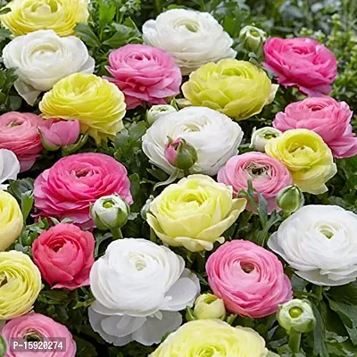 Ranunculus / Buttercups | Gorgeous Flower Bulb |For Balcony | By Plantogallery? (Pack of 2 Bulbs(Mix))-thumb4