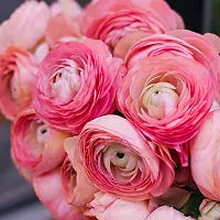 Ranunculus / Buttercups | Flower Bulb | for Winter Season | Pack of 3 Bulbs | By Plantogallery? (Pink)-thumb1