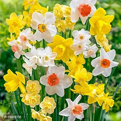 Nargis | Most Beautiful | Flower Bulb | for Your Home Garden | By Plantogallery? (Mix) (Set of 15 Bulbs (Mix))