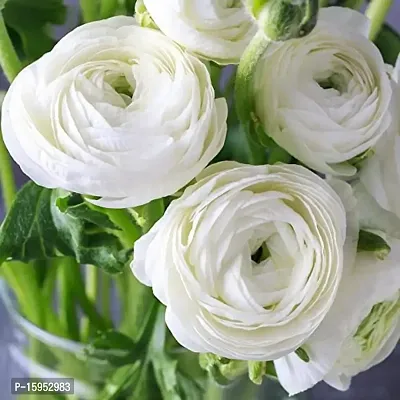 Ranunculus / Buttercups | Gorgeous Flower Bulb |For Balcony | Pack of 6 Bulbs | By Plantogallery? (White)