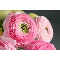 Ranunculus / Buttercups | Flower Bulb | Elegant Flower Bulb | By Plantogallery? (Pack of 3 Bulbs(Pink))-thumb3