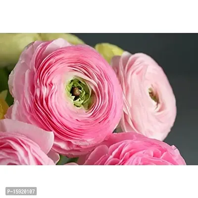 Ranunculus / Buttercups | Flower Bulb | Elegant Flower Bulb | By Plantogallery? (Pack of 3 Bulbs(Pink))-thumb4