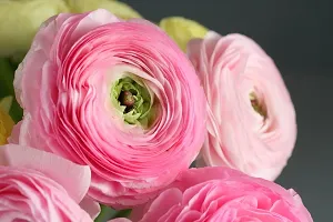 Ranunculus / Buttercups | Flower Bulb | for Winter Season | Pack of 3 Bulbs | By Plantogallery? (Pink)-thumb3