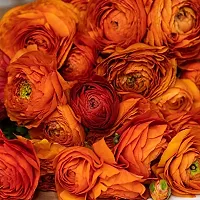 Ranunculus / Buttercups | Gorgeous Flower Bulb |For Balcony | By Plantogallery? (Pack of 2 Bulbs(Orange))-thumb3