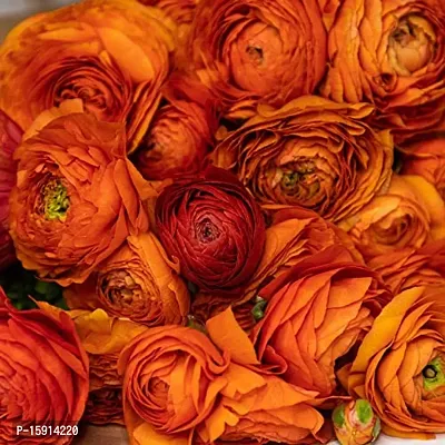 Ranunculus / Buttercups | Gorgeous Flower Bulb |For Balcony | By Plantogallery? (Pack of 2 Bulbs(Orange))-thumb4