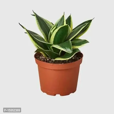 Snake Plant | Lotus Yellow-Green Mother-in-Law's Tongue | Indoor Plants |By UDANTA?-thumb2