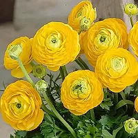 Ranunculus / Buttercups | Flower Bulb | Elegant Flower Bulb | By Plantogallery? (Pack of 2 Bulbs(Yellow))-thumb3