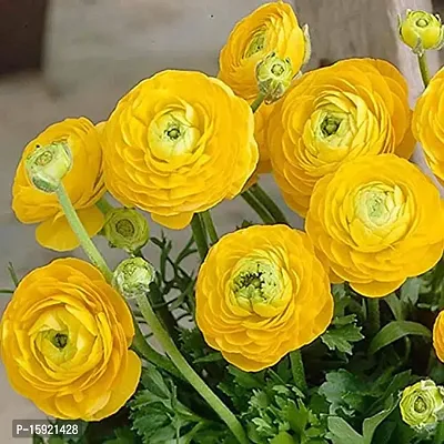 Ranunculus / Buttercups | Flower Bulb | Elegant Flower Bulb | By Plantogallery? (Pack of 2 Bulbs(Yellow))-thumb4