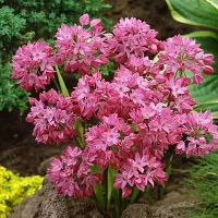 plantogallery Flower Bulbs |Allium ?ostrowskianum? Exotic Bulbs For Home Gardening - (Pack of 5 Bulbs)-thumb1