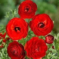 Ranunculus / Buttercups | Flower Bulb | Elegant Flower Bulb |Pack of 6 Bulbs | By Plantogallery? (Red)-thumb3