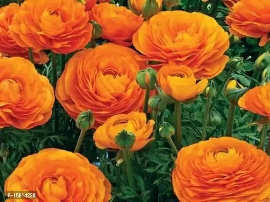 Ranunculus / Buttercups | Gorgeous Flower Bulb |For Balcony | By Plantogallery? (Pack of 2 Bulbs(Orange))