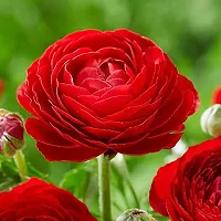 Ranunculus / Buttercups | Gorgeous Flower Bulb |For Balcony | Pack of 6 Bulbs | By Plantogallery? (Red)-thumb2