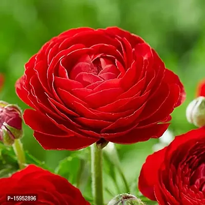 Ranunculus / Buttercups | Gorgeous Flower Bulb |For Balcony | Pack of 6 Bulbs | By Plantogallery? (Red)-thumb3