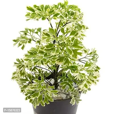 PLANTOGALLERY Indoor Plants | Aralia Variegated Plant with Pot Air Purifier Plants For Home.