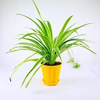 Chlorophytum/Spider plant | Best for home D?cor |Indoor Plants | By UDANTA?-thumb3
