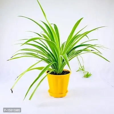 Chlorophytum/Spider plant | Best for home D?cor |Indoor Plants | By UDANTA?-thumb4