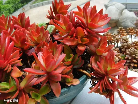 PLANTOGALLERY indoor plants | Seculent Crassula Red plant with pots best for living room-thumb0