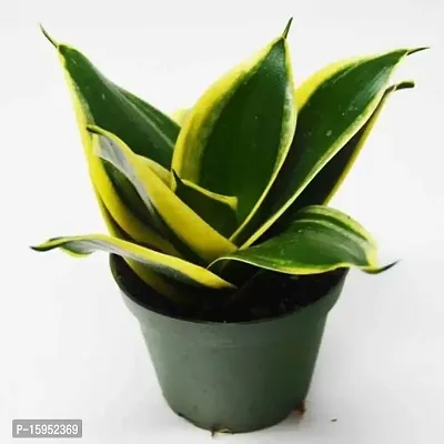 Snake Plant | Lotus Yellow-Green Mother-in-Law's Tongue | Indoor Plants |By UDANTA?