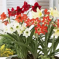 Plantogallery? Amaryllis Lily Mix Flower bulb Pack of 5 Bulbs-thumb1