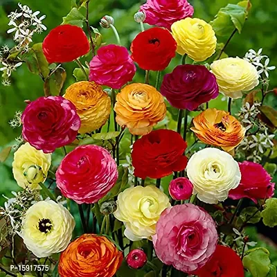 Ranunculus / Buttercups | Gorgeous Flower Bulb |For Balcony | Pack of 5 Bulbs | By Plantogallery?