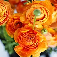 Ranunculus / Buttercups | Flower Bulb | Elegant Flower Bulb |Pack of 6 Bulbs | By Plantogallery? (Orange)-thumb2