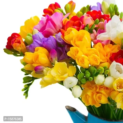 Plantogallery? Flower Bulbs | Freesia Multi-Color Flower Bulbs for Garden (Pack of 20 Bulbs)