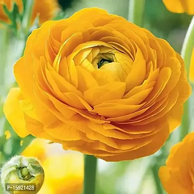 Ranunculus / Buttercups | Flower Bulb | Elegant Flower Bulb | By Plantogallery? (Pack of 2 Bulbs(Yellow))