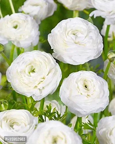 Ranunculus / Buttercups | Gorgeous Flower Bulb |For Balcony | Pack of 6 Bulbs | By Plantogallery? (White)-thumb3