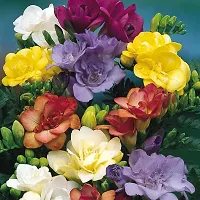 Plantogallery? Flower Bulbs | Freesia Multi-Color Flower Bulbs for Garden (Pack of 20 Bulbs)-thumb1