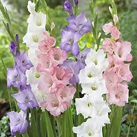 Gladiolus Bulbs Best Quality Fresh Bulbs Multi-color (Set of 20) by Plantogallery?-thumb1