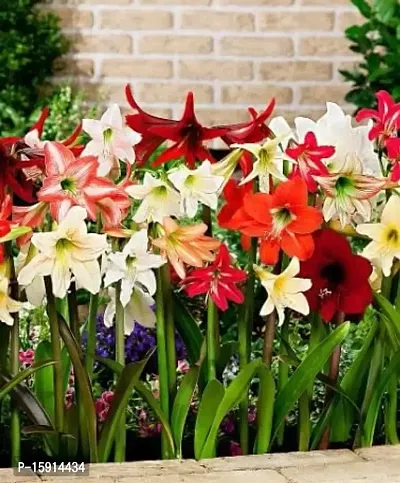 Plantogallery? Amaryllis Lily Mix Flower bulb Pack of 5 Bulbs