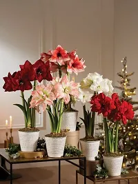 Plantogallery? Amaryllis Lily Mix Flower bulb Pack of 5 Bulbs-thumb2